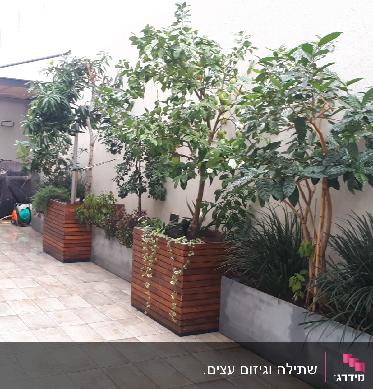 עצים בעציצים על מרפסת, ללא כלי גיזום נראים